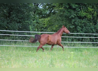 American Quarter Horse, Mare, 14 years, 14,2 hh, Chestnut-Red