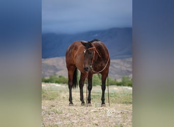 American Quarter Horse, Mare, 14 years, 14,3 hh, Bay