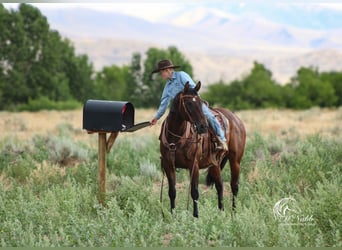 American Quarter Horse, Mare, 14 years, 14,3 hh, Bay