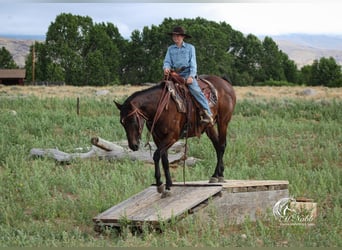 American Quarter Horse, Mare, 14 years, 14,3 hh, Bay