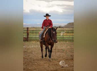American Quarter Horse, Mare, 14 years, 14,3 hh, Bay