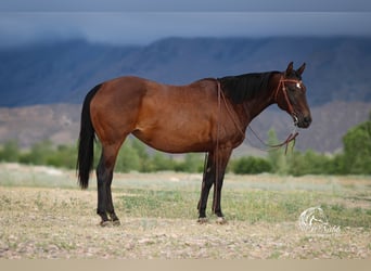 American Quarter Horse, Mare, 14 years, 14,3 hh, Bay