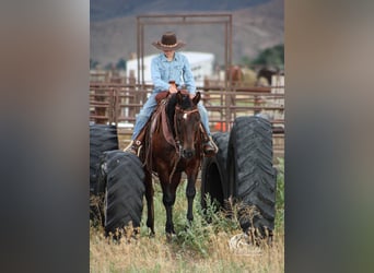 American Quarter Horse, Mare, 14 years, 14,3 hh, Bay