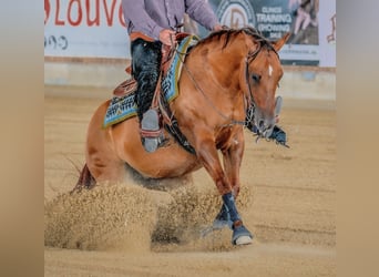 American Quarter Horse, Mare, 14 years, 14,3 hh, Red Dun