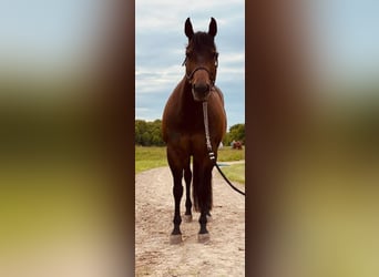 American Quarter Horse, Mare, 14 years, 15.1 hh, Brown