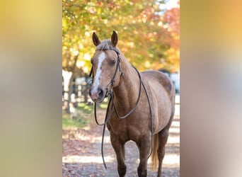 American Quarter Horse Mix, Mare, 14 years, 15.3 hh