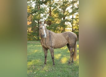 American Quarter Horse Mix, Mare, 14 years, 15.3 hh