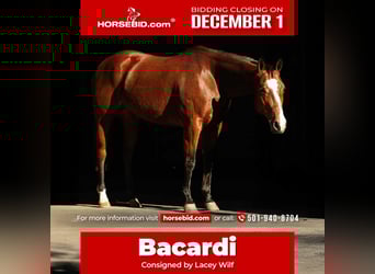 American Quarter Horse, Mare, 14 years, 15 hh, Bay