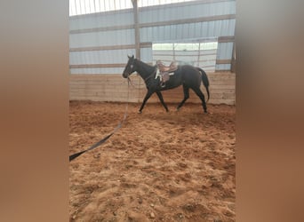 American Quarter Horse Mix, Mare, 14 years, 15 hh, Bay