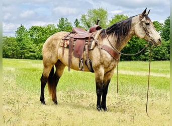 American Quarter Horse, Mare, 14 years, 15 hh, Buckskin