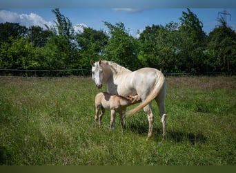American Quarter Horse, Mare, 14 years, 15 hh, Champagne