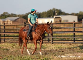 American Quarter Horse, Mare, 14 years, 15 hh, Chestnut