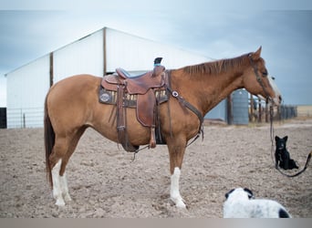 American Quarter Horse, Mare, 14 years, 15 hh, Dun