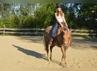 American Quarter Horse, Mare, 14 years, 15 hh, Palomino