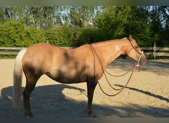 American Quarter Horse, Mare, 14 years, 15 hh, Palomino