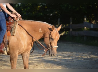 American Quarter Horse, Mare, 14 years, 15 hh, Palomino