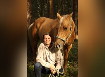 American Quarter Horse, Mare, 14 years, 15 hh, Palomino