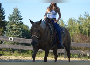American Quarter Horse, Mare, 14 years, 15 hh, Palomino