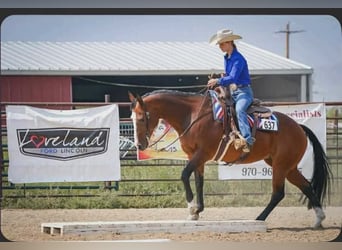 American Quarter Horse, Mare, 14 years, Bay