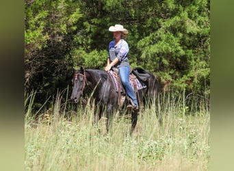 American Quarter Horse, Mare, 14 years, Black