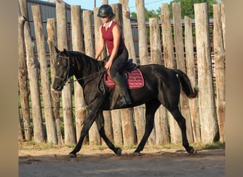 American Quarter Horse, Mare, 14 years, Black