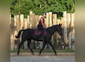 American Quarter Horse, Mare, 14 years, Black