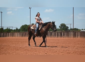 American Quarter Horse, Mare, 14 years, Black