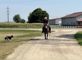 American Quarter Horse, Mare, 14 years, Roan-Bay