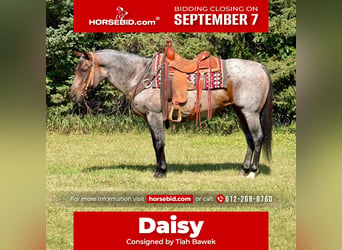 American Quarter Horse, Mare, 14 years, Roan-Bay