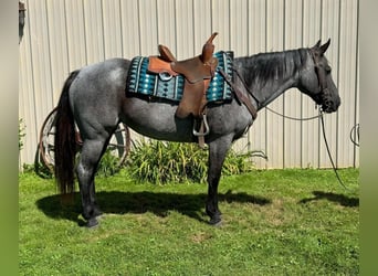 American Quarter Horse, Mare, 14 years, Roan-Blue