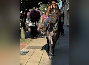 American Quarter Horse, Mare, 14 years, Roan-Blue