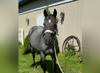 American Quarter Horse, Mare, 14 years, Roan-Blue