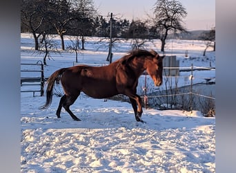 American Quarter Horse, Mare, 14 years