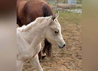 American Quarter Horse, Mare, 14 years
