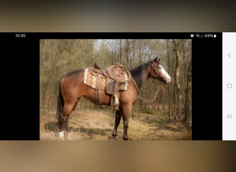 American Quarter Horse, Mare, 15 years, 14,2 hh, Brown