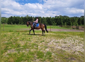 American Quarter Horse, Mare, 15 years, 14,2 hh, Brown