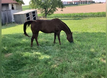 American Quarter Horse, Mare, 15 years, 14.2 hh, Chestnut