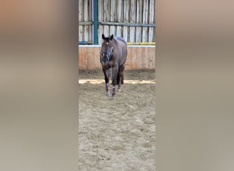 American Quarter Horse, Mare, 15 years, 14.2 hh, Chestnut
