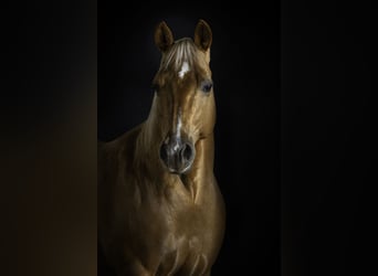 American Quarter Horse, Mare, 15 years, 14.2 hh, Palomino
