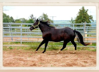 American Quarter Horse, Mare, 15 years, 14.2 hh, Smoky-Black
