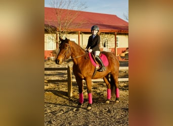 American Quarter Horse, Mare, 15 years, 14.3 hh, Bay