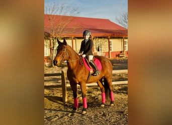 American Quarter Horse, Mare, 15 years, 14.3 hh, Bay