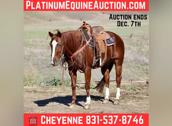 American Quarter Horse, Mare, 15 years, 14.3 hh, Chestnut