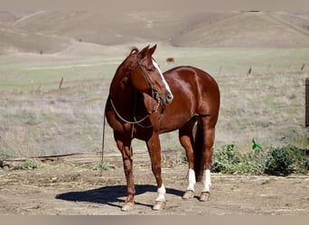 American Quarter Horse, Mare, 15 years, 14.3 hh, Chestnut