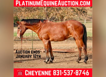 American Quarter Horse, Mare, 15 years, 14.3 hh, Roan-Bay