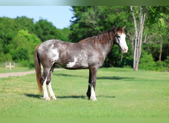 American Quarter Horse, Mare, 15 years, 14 hh, Pinto