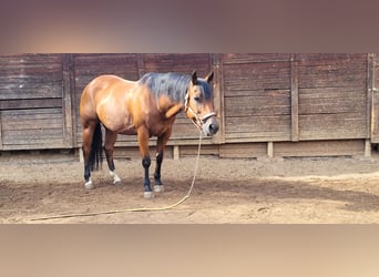 American Quarter Horse, Mare, 15 years, 14,1 hh, Brown