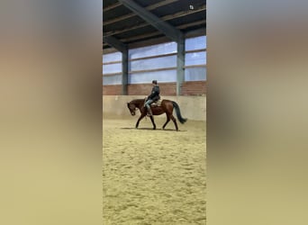 American Quarter Horse Mix, Mare, 15 years, 14,2 hh, Brown