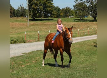 American Quarter Horse, Mare, 15 years, 14,2 hh, Buckskin