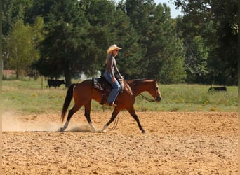 American Quarter Horse, Mare, 15 years, 14,2 hh, Buckskin